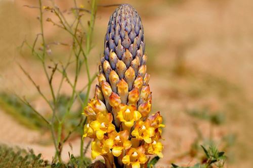 Cistanche deserticola