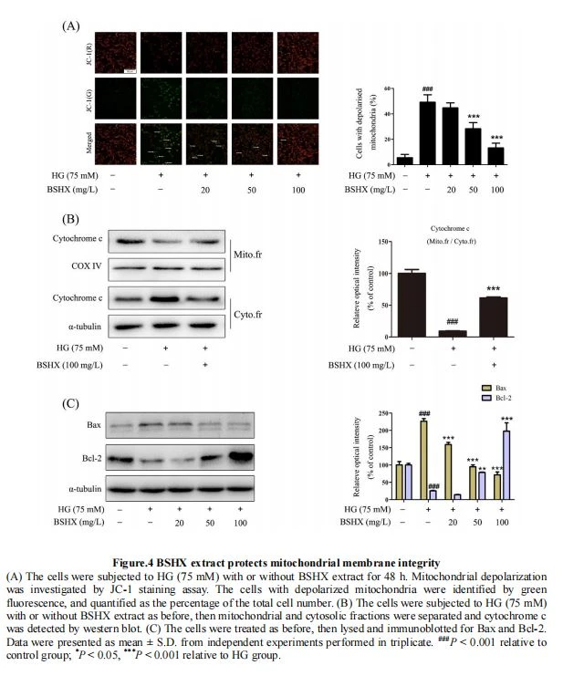 BSHX extract protects mitochondrial membrane integrity