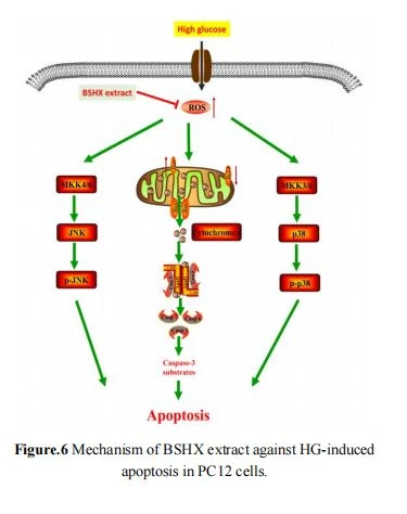 Mechanism of BSHX extract against HG-induced  apoptosis in PC12 cells.
