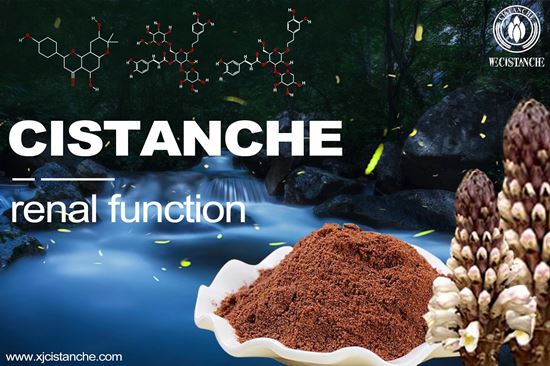 Cistanche improve renal function and benefits kidneys
