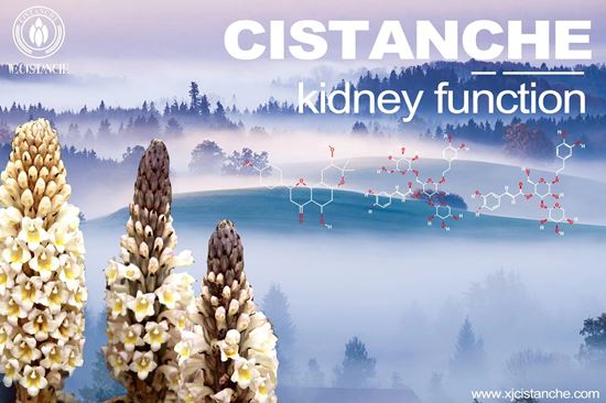 Cistanche protects kidneys and improve kidney functions