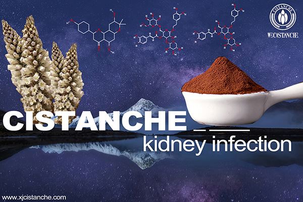 cistanche for kidney infection