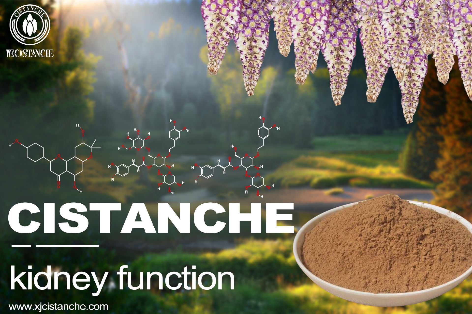 Cistanche is the most frequently used kidney-tonifying Chinese medicine Cistanche is the most frequently used kidney-tonifying Chinese medicine