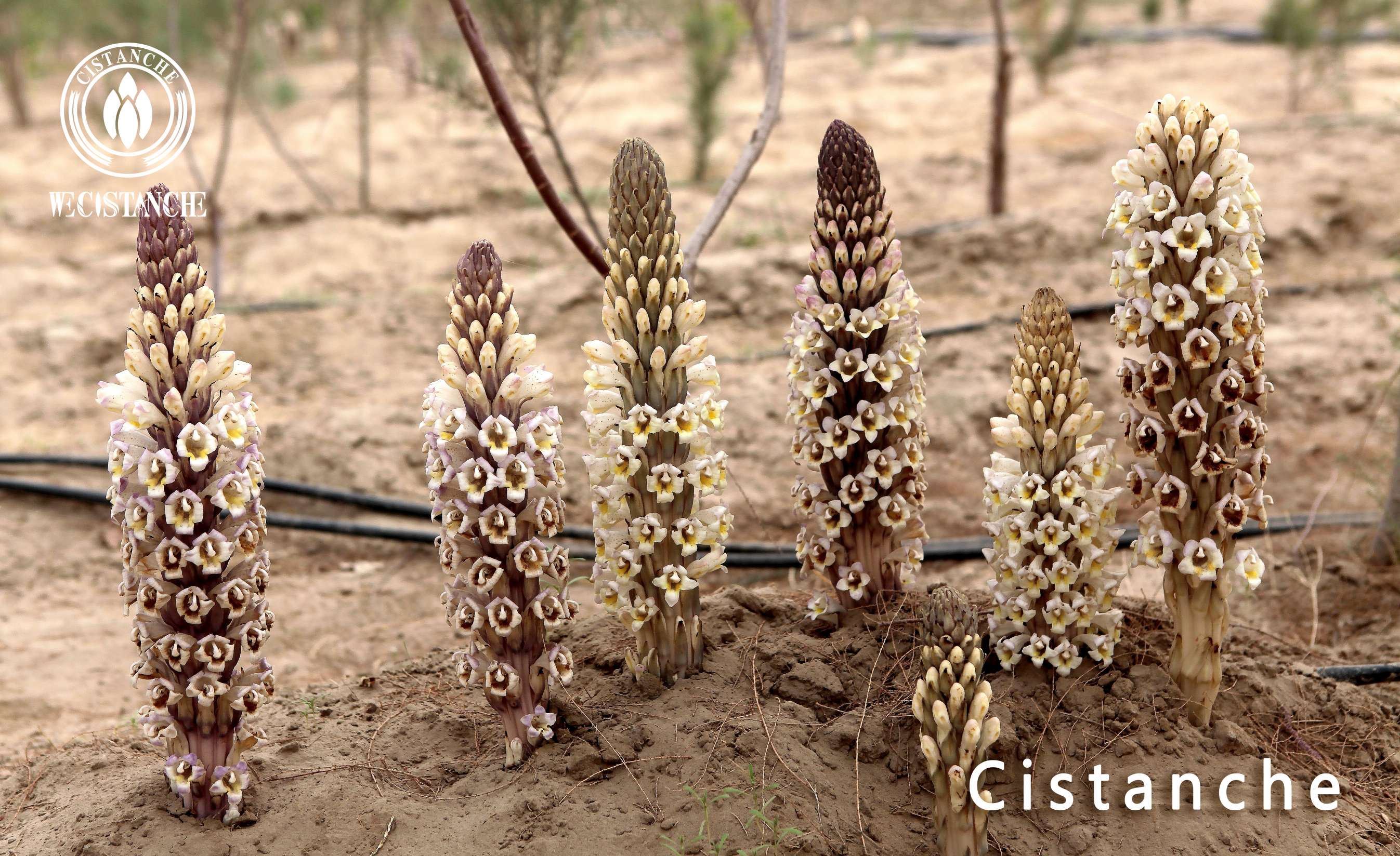 Cistanche is a nourishing medical Cistanche is a nourishing medical