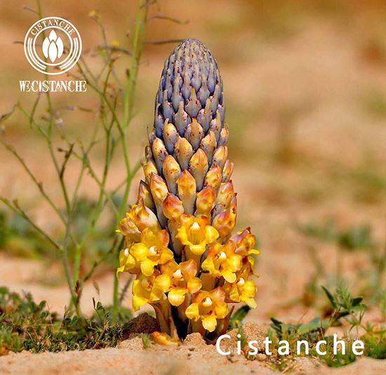 Cistanche tubulosa Cistanche tubulosa