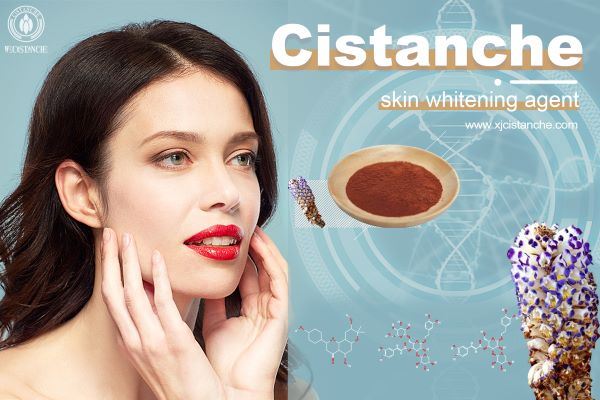 cistanche is skin whitening agent cistanche is skin whitening agent