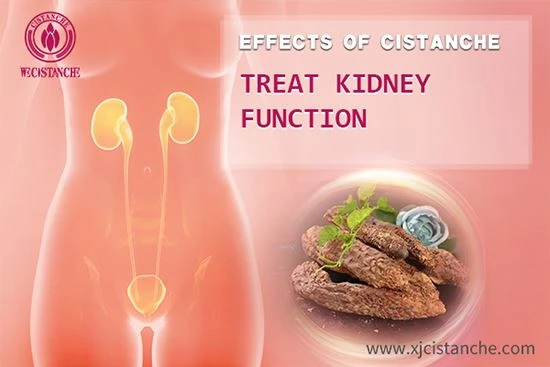 Cistanche is good for kidney function