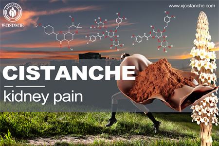 nicotine causes kidney disease nicotine causes kidney disease