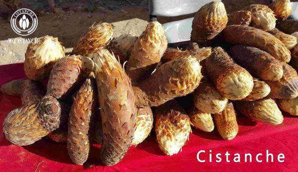fresh Cistanche