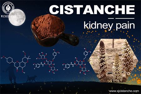 cistanche-kidney pain-5(29) cistanche-kidney pain-5(29)