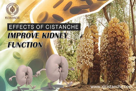 effect of cistanche improve kidney function (2) effect of cistanche improve kidney function (2)