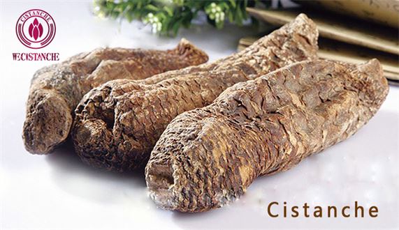 Cistanche deserticola Y.C. Ma Cistanche deserticola Y.C. Ma