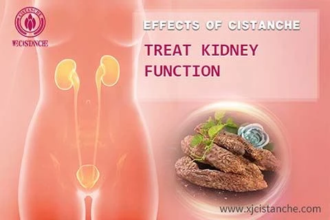 cistanche for kidney disease cistanche for kidney disease
