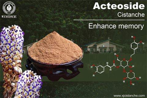 BENEFIT OF CISTANCHE BENEFIT OF CISTANCHE