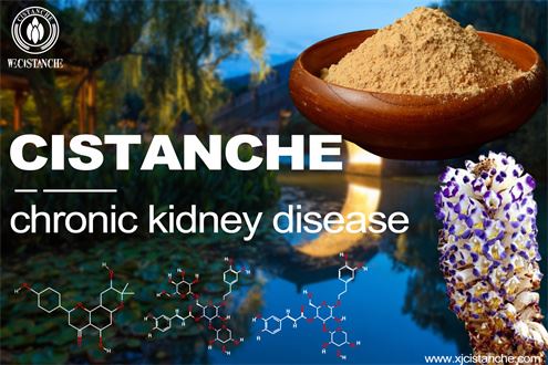 benefit of Cistanche benefit of Cistanche