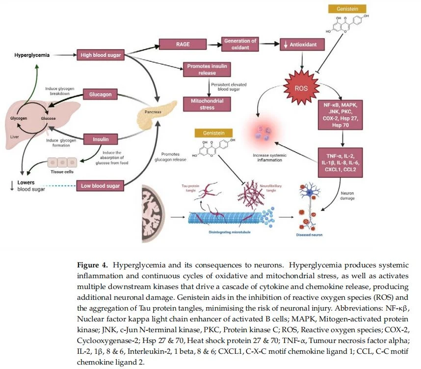 Hyperglycemia and its consequences to neurons. Hyperglycemia produces systemic inflammation and continuous cycles of oxidative and mitochond
