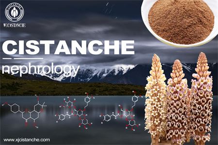 cistanche-nephrology-5(41)