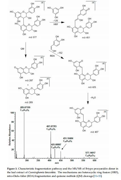 Characteristic fragmentation pathway and the MS/MS of B-type procyanidin dimer in  the leaf extract of Cunninghamia lanceolata. The mechanisms are heterocyclic ring fission (HRF),  retro-Diels‒Alder (RDA) fragmentation and quinone methide (QM) cleavage [31–33