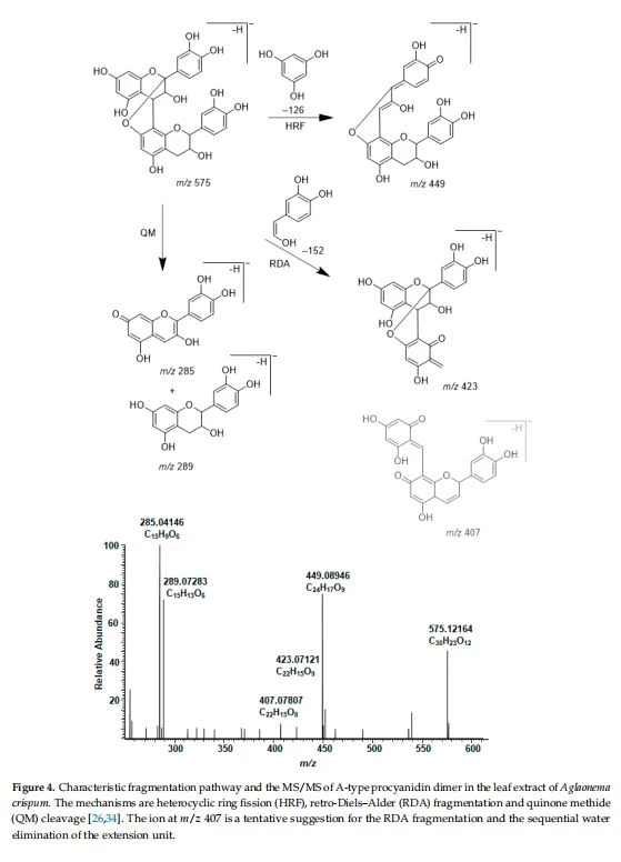 Figure 4. Characteristic fragmentation pathway and the MS/MS of A-type procyanidin dimer in the leaf extract of Aglaonema crispum. The mechanisms are heterocyclic ring fission (HRF), retro-Diels-Alder (RDA) fragmentation and quinone methide (QM) cleavage [26,34]. The ion at m/z407 is a tentative suggestion for the RDA fragmentation and the sequential water elimination of the extension unit.