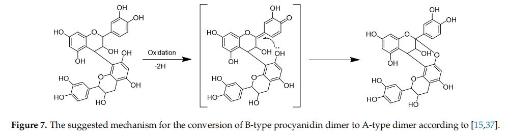 The suggested mechanism for the conversion of B-type procyanidin dimer to A-type dimer according to [15,37].