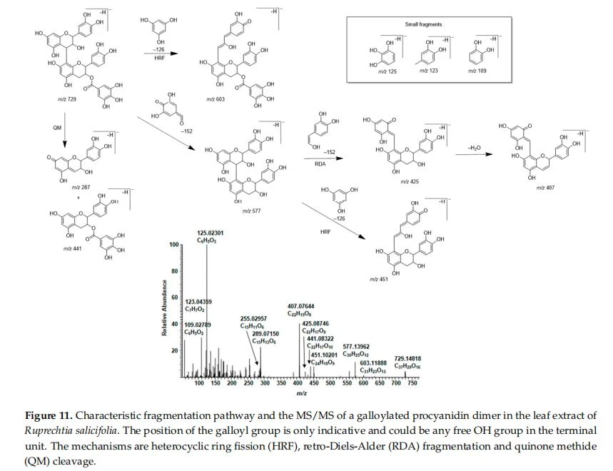 ntation pathway and the MS/MS of a galloylated procyanidin dimer in the leaf extract of Ruprechtia salicifolia. The position of the galloyl group is only  indicative and could be any free OH group in the terminal unit. The mechanisms are heterocyclic ring fission (HRF), retro-Diels‒Alder (RDA) fragmentation and quinone methide (QM)  cleavage.  Figure 11. Characteristic fragmentation pathway and the MS/MS of a galloylated procyanidin dimer in the leaf extract of Ruprechtia salicifolia. The position of the galloyl group is only indicative and could be any free OH group in the terminal unit. The mechanisms are heterocyclic ring fission (HRF), retro-Diels-Alder (RDA) fragmentation and quinone methide (QM) cleavage.
