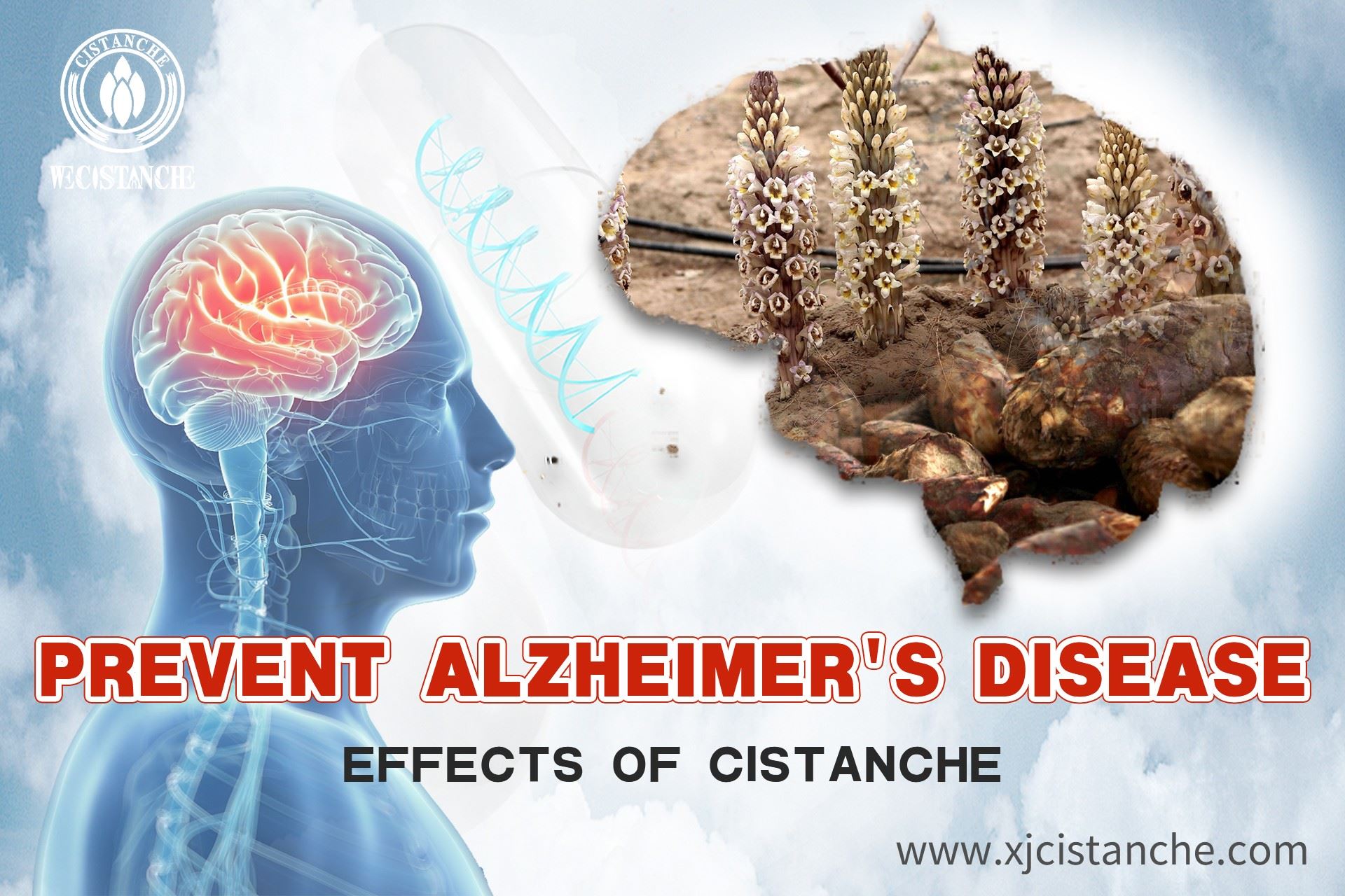 best herb for alzheimer's disease best herb for alzheimer's disease