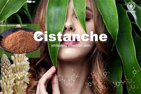 cistanche plant improve skin whitening cistanche plant improve skin whitening