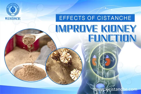 effects of herba cistanches:improve kidney function effects of herba cistanches:improve kidney function