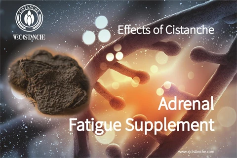 effects of cistanche: cintanche relieve adrenal fatigue effects of cistanche: cintanche relieve adrenal fatigue