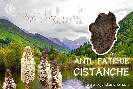 anti-fatigue function cistanche (62) anti-fatigue function cistanche (62)