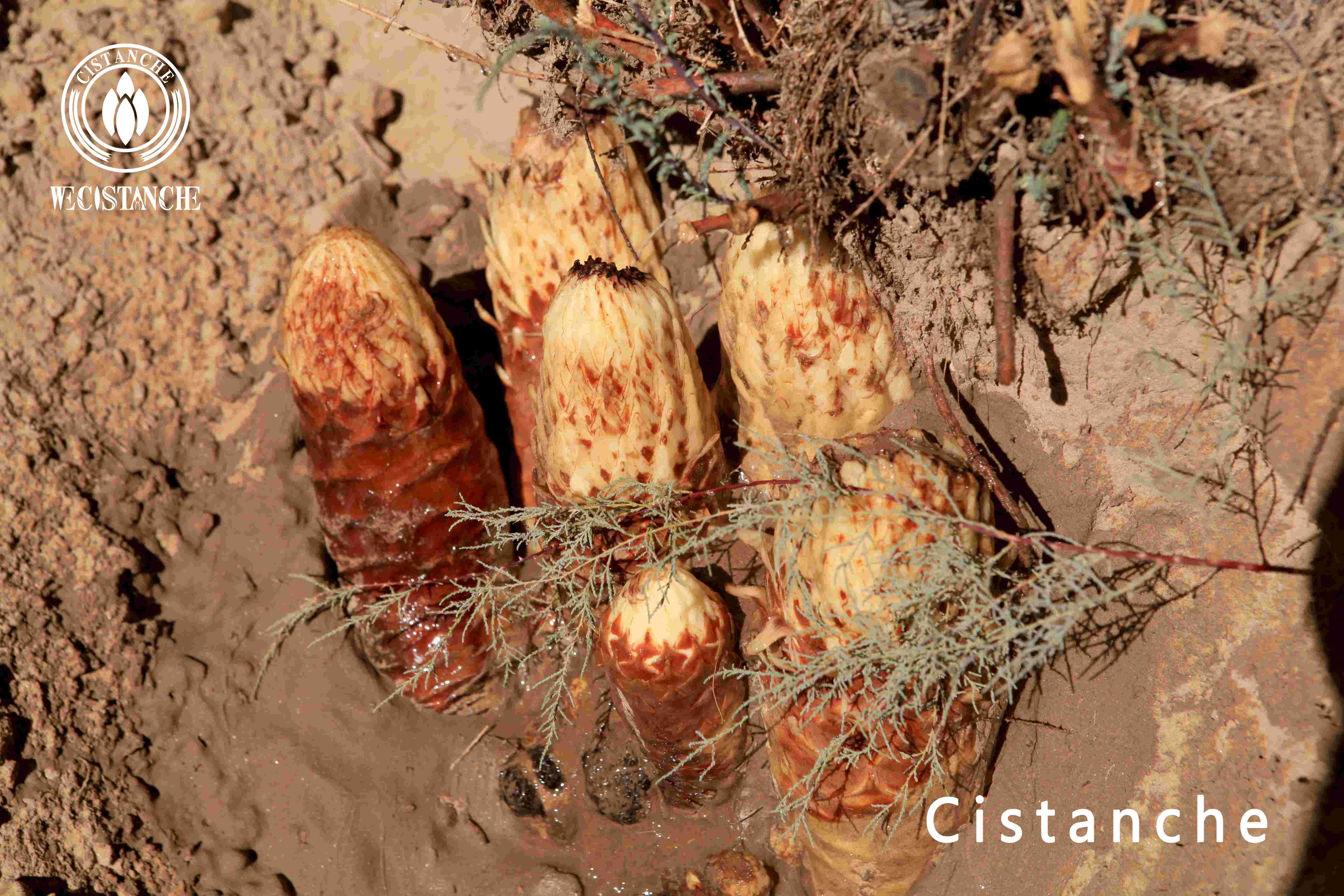 Cistanche tubulosa benefits Cistanche tubulosa benefits