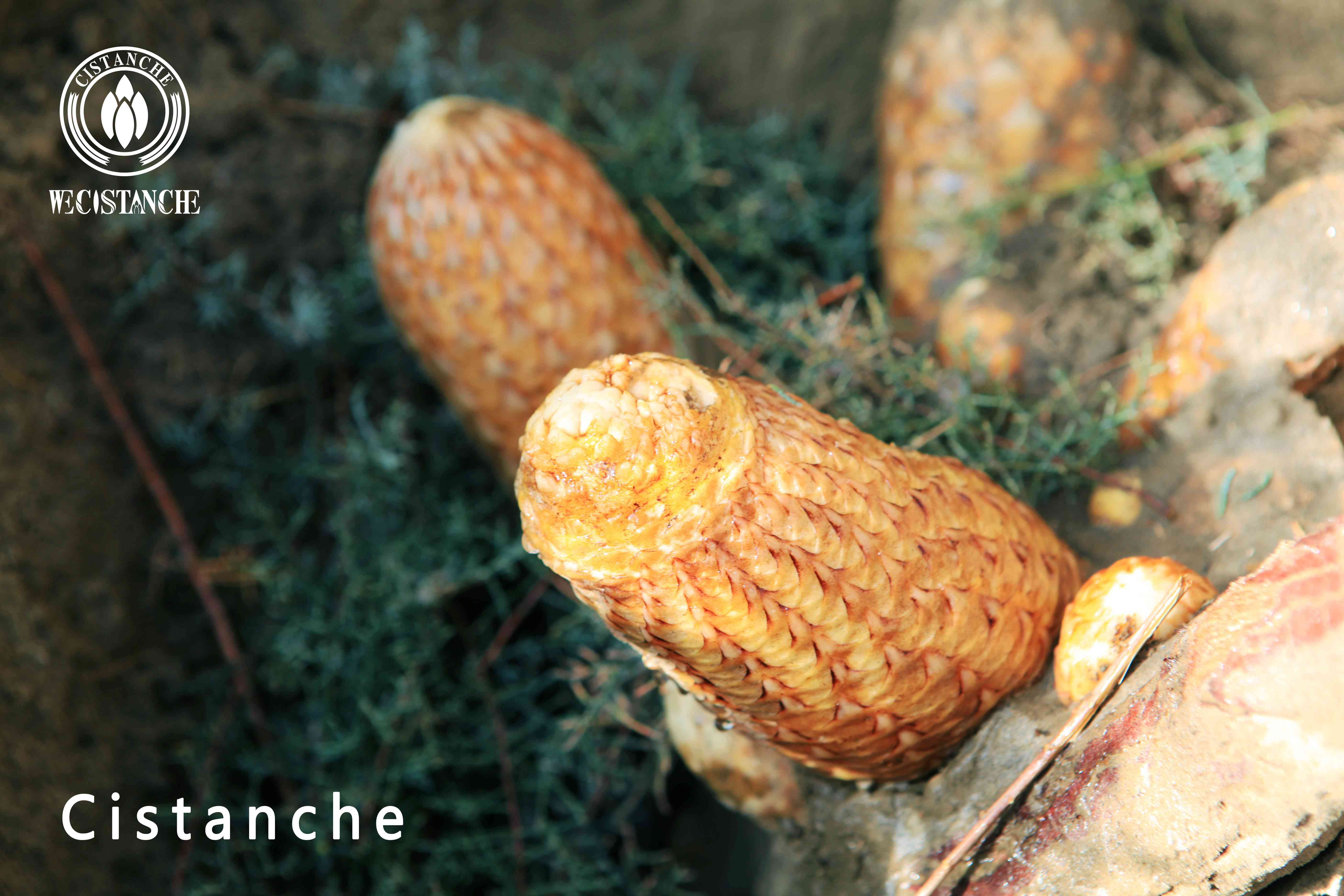 Cistanche health benefits Cistanche health benefits