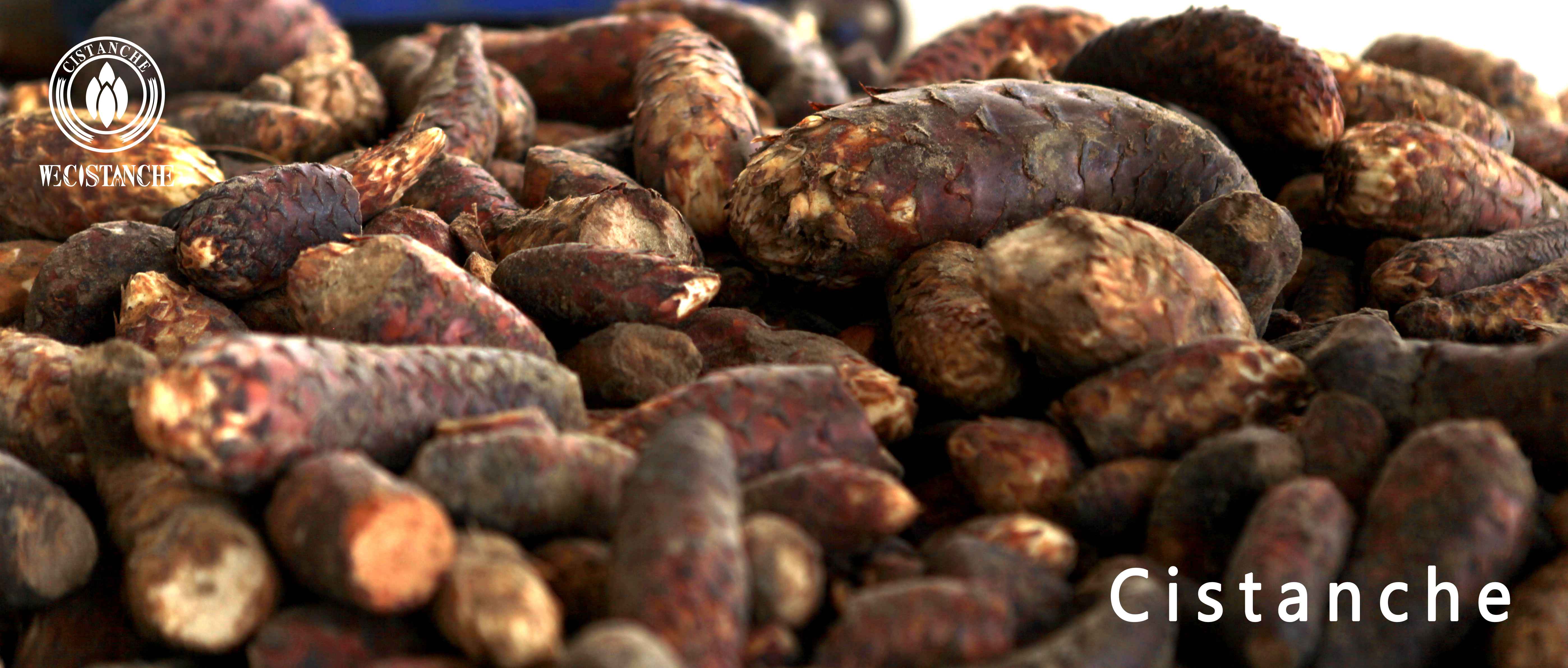 Cistanche tubulosa health benefits Cistanche tubulosa health benefits