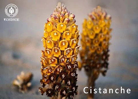 Cistanche for Tonifying kidney Cistanche for Tonifying kidney