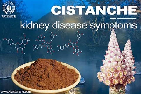 Cistanche-kidney disease Cistanche-kidney disease