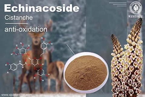 cistanche anti-oxidation