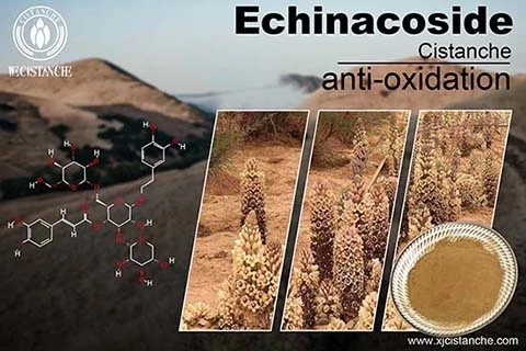 cistanche Alleviated Acute Ileum Damage