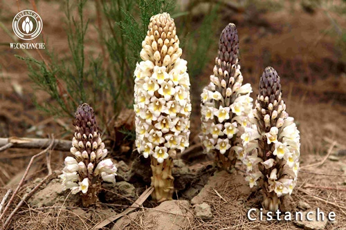 Cistanche Tubulosa Cistanche Tubulosa
