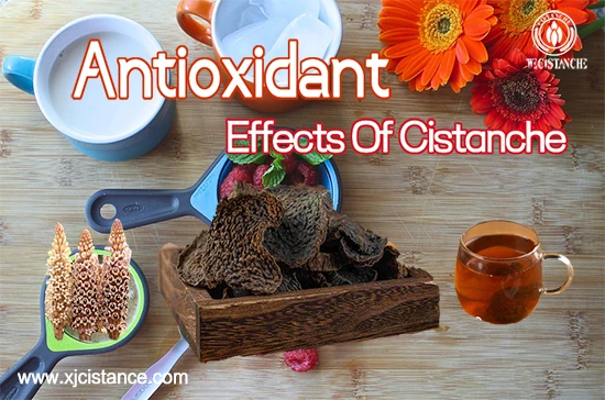 Desert ginseng—Antioxidant Desert ginseng—Antioxidant