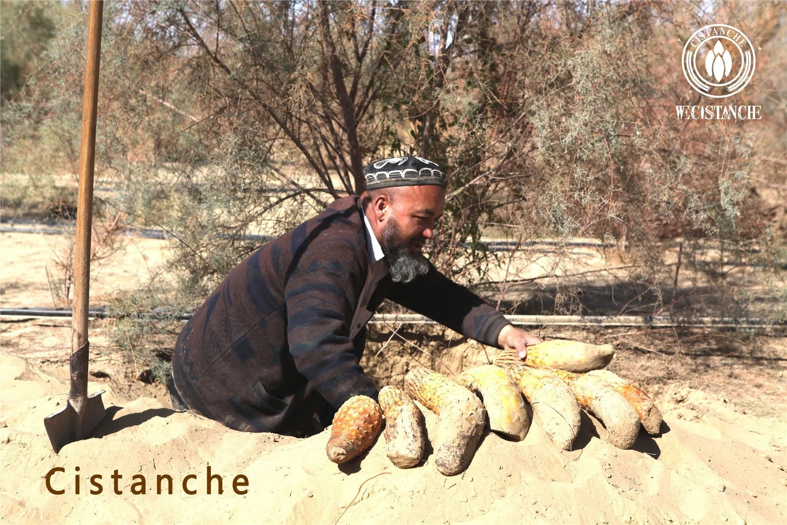 cistanche south africa