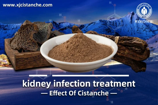 cistanche kidney cistanche kidney