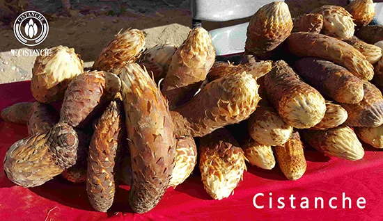 Desert ginseng—Fresh Cistanche deserticola