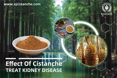 Cistanche benefits