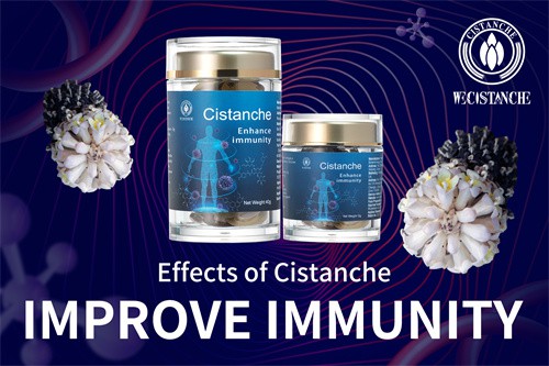 cistanche effects cistanche effects