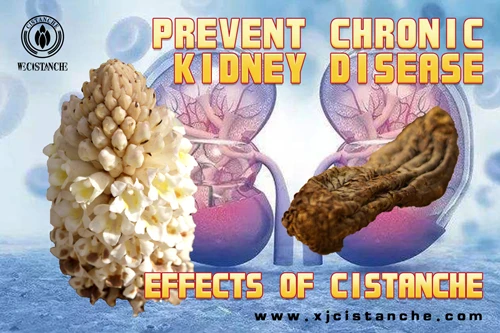 cistanche tubulosa dosage cistanche tubulosa dosage