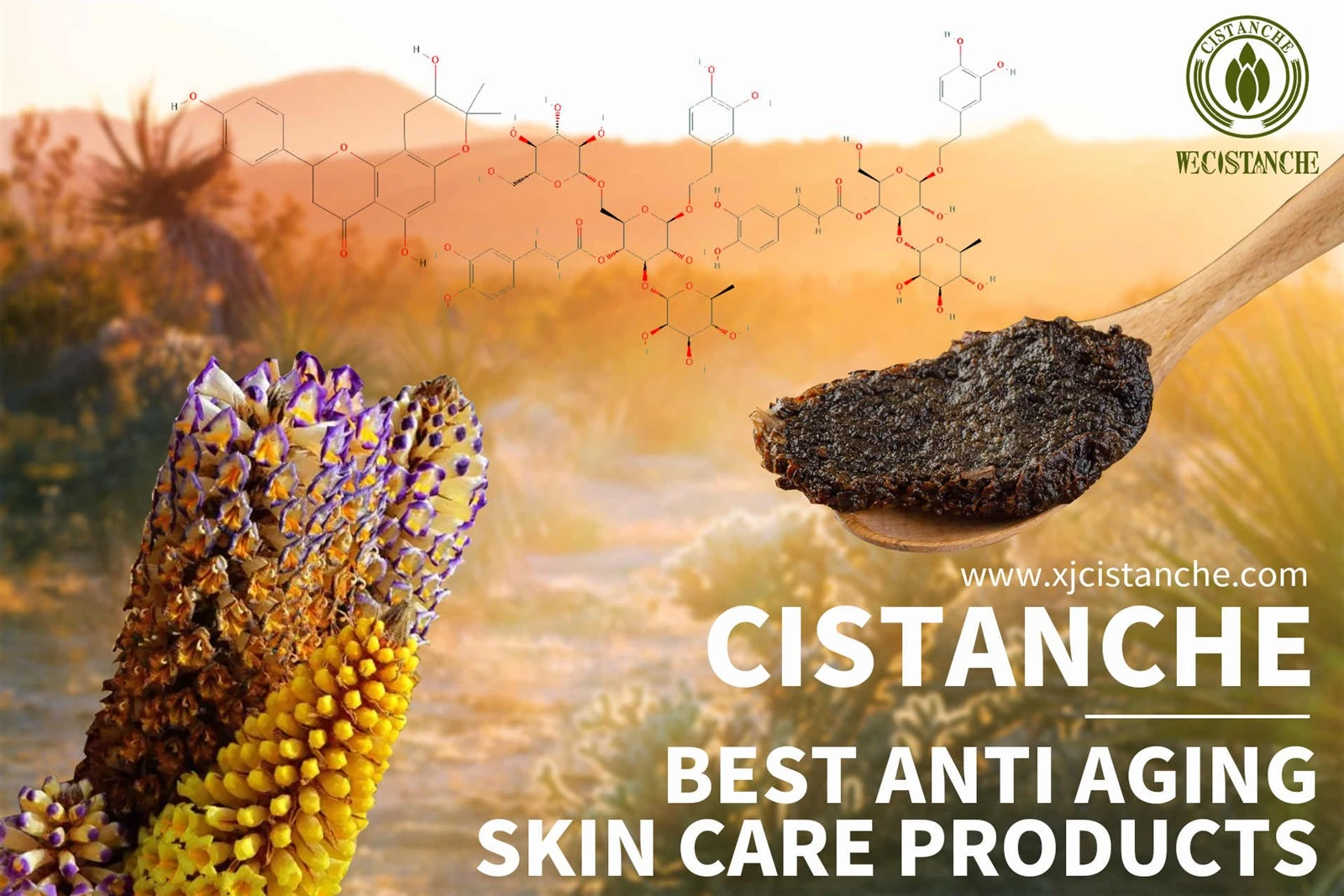desert cistanche benefits