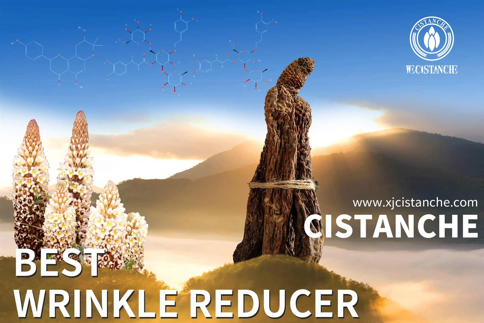 cistanche tubulosa adalah