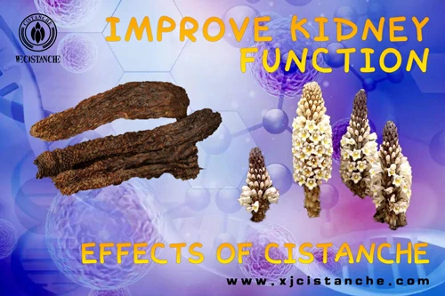 cistanche benefits and side effects cistanche benefits and side effects