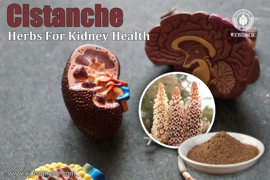 BEST HERBS FOR CKD