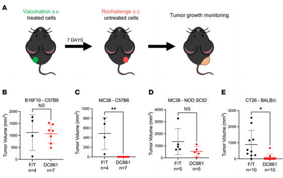 Figure 9. Inoculation of DC661-treated cells produces tumor rejection in specific contexts. (A) Figure 9. Inoculation of DC661-treated cells produces tumor rejection in specific contexts. (A)